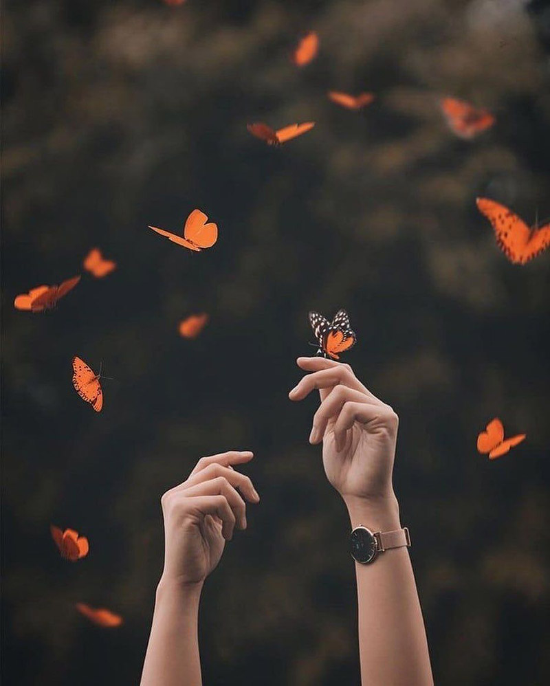 Hình hình ảnh đôi tay của phụ nữ đang được cho tới bướm đậu lên