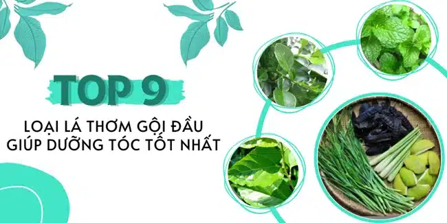 Top 9 loại lá thơm gội đầu giúp dưỡng tóc tốt nhất.